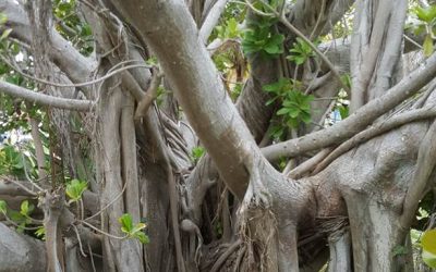 Isla Mujeres – México