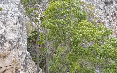 Castillo de Guadalest – Alicante – España