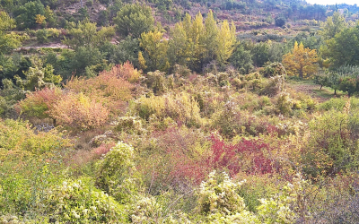 Río Quintanilla – Burgos – España