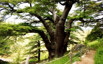 Bosque de Cedros Al Shouf – Líbano