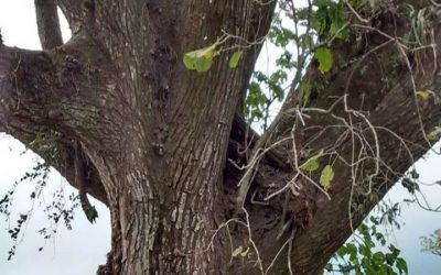 Reserva Los Coyotes – Costa Rica