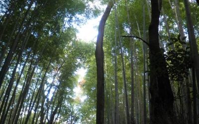 Bosque Arashiyama – Japón