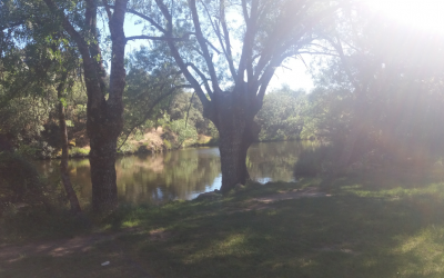 Lagunas del Arroyo Ladrón – Madrid- España