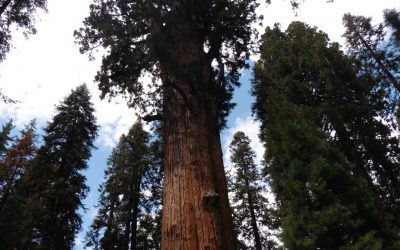 Giant Forest – California – Estados Unidos