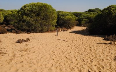 Parque Dunar Doñana – Huelva- España