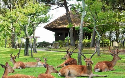 Parque de Nara – Japón