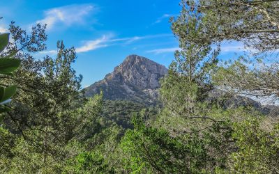 Bosque del Puig Galatzó – Baleares – España