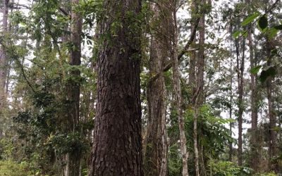 Parque natural topes de collantes  –  Cuba