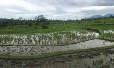 Campos de arroz – Indonesia