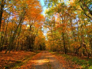 Seneca State Forest- Virginia occidental- Estados Unidos