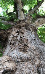 Ceiba Sagrada Maya – Chichimilá – Yucatán – México