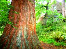 Sequoya Cawdor Castle-Cawdor-Escocia – Gran Bretaña