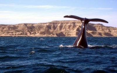 Playa del Doradillo-Puerto Madryn – Argentina