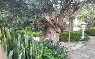 Hotel Botánico – Canarias – España