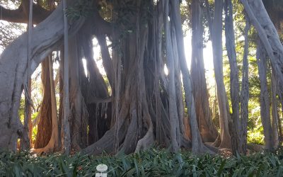 Jardín Botánico – Canarias – España