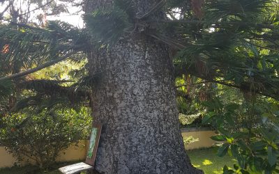 Jardín de orquídeas – Canarias – España